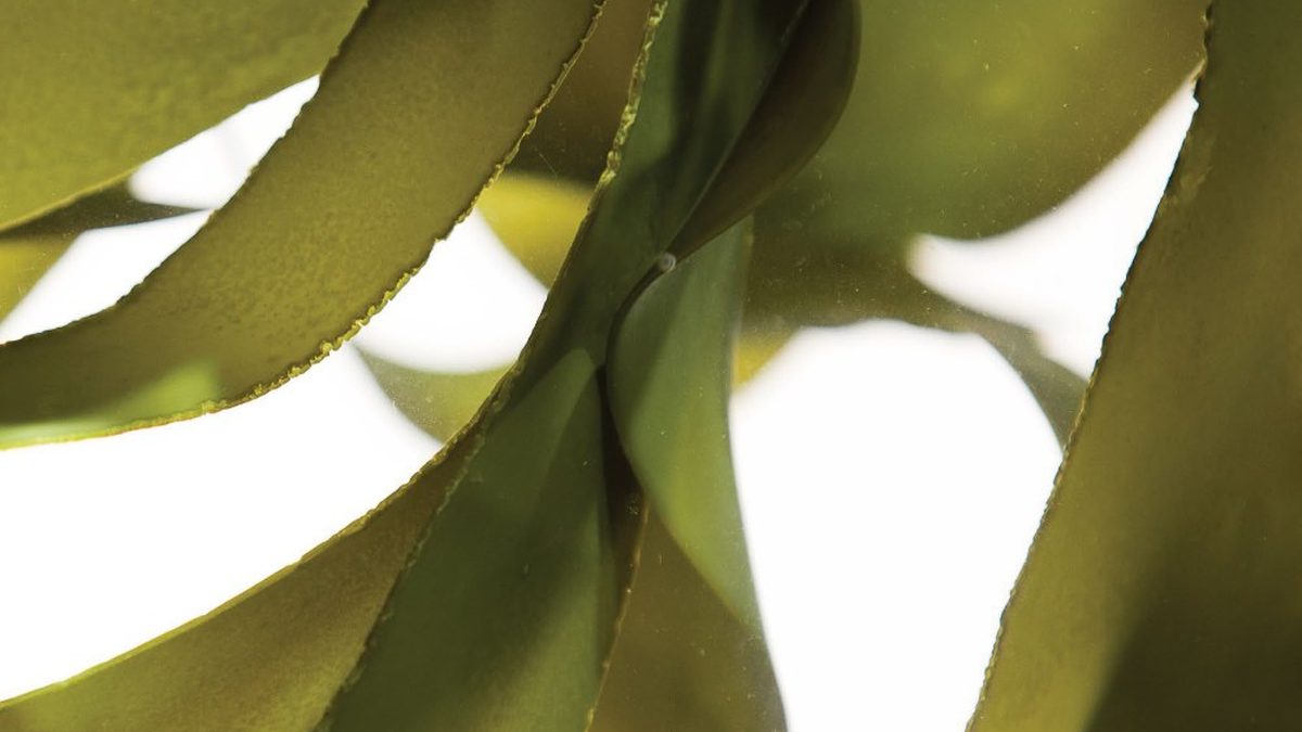 What Does Seaweed Do for Your Skin?