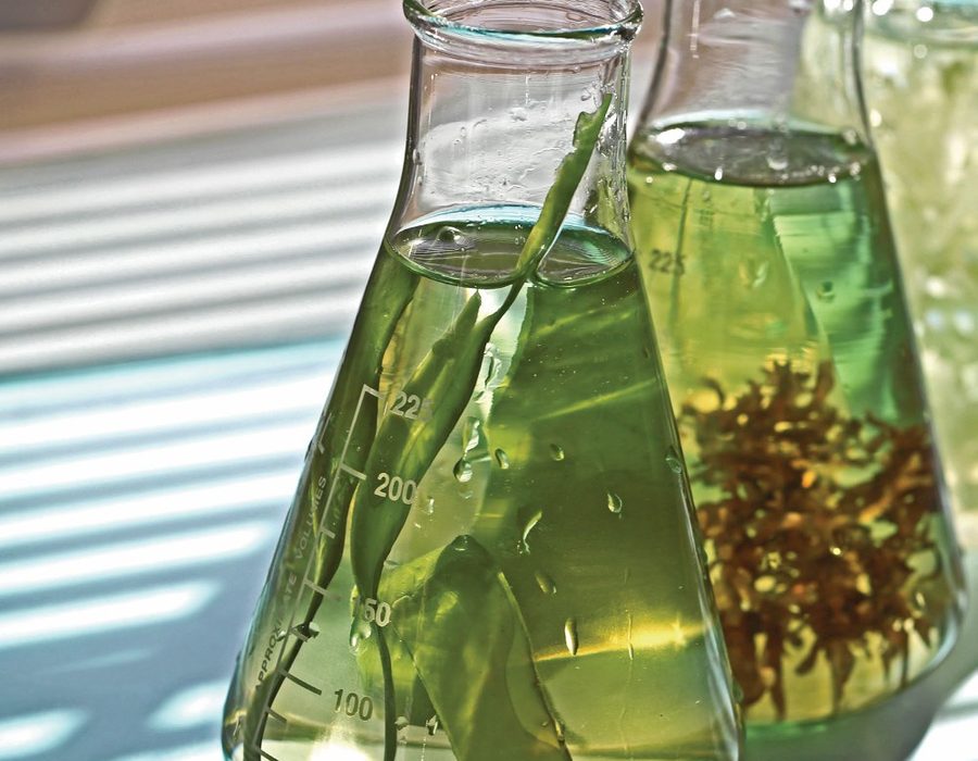 Seaweed filtrate in laboratory flasks, the base of Repechage C-Serum